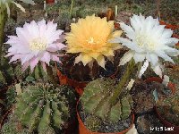 - Echinopsis mix ©JLcoll.JPG